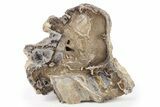 Polished Petrified Wood Slab - McDermitt, Oregon #277131-1